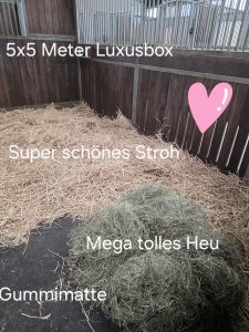 Pferdebox - Gastbox auf Hof Ohana mieten